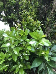 Eugenia brasiliensis