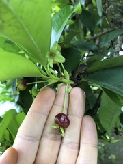Eugenia brasiliensis