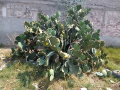 Opuntia