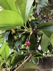 Eugenia brasiliensis