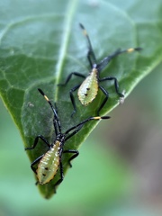 Amblypelta nitida