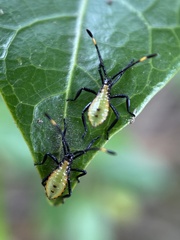 Amblypelta nitida