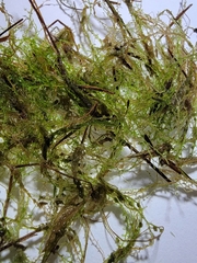 Odontoschisma fluitans