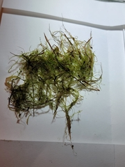 Odontoschisma fluitans