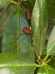 Leiobunum euserratipalpe