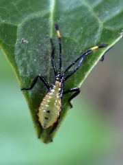 Amblypelta nitida