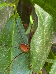 Leiobunum euserratipalpe