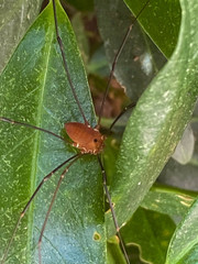 Leiobunum euserratipalpe