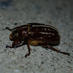 Polyphylla variolosa