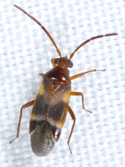 Ceratocapsus apicatus
