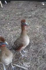 Ortalis erythroptera