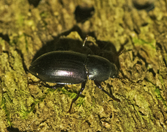 Apterotheca