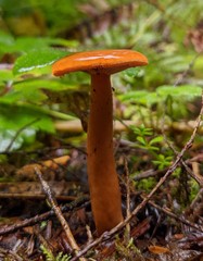 Lactarius luculentus laetus
