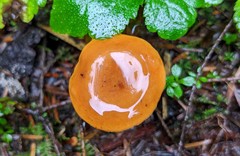 Lactarius luculentus laetus