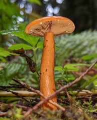 Lactarius luculentus laetus