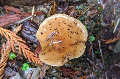 Lactarius luculentus laetus