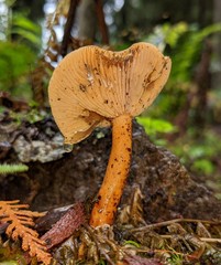 Lactarius luculentus laetus