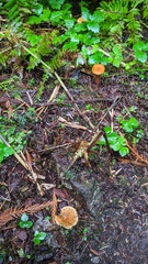 Lactarius luculentus laetus