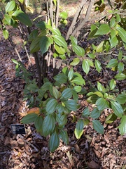 Viburnum cinnamomifolium