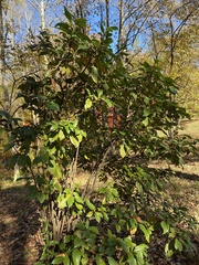 Viburnum cinnamomifolium