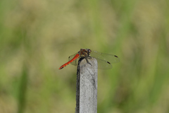Sympetrum frequens