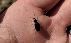 Platyninae