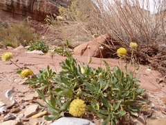 Gaillardia spathulata
