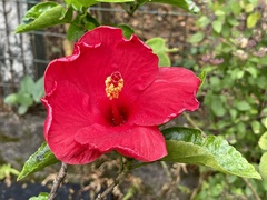 Hibiscus