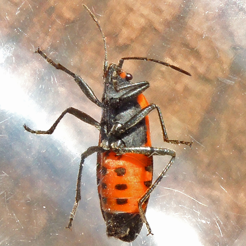 False Milkweed Bug photo 5