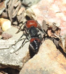 Ephutomorpha sanguineiceps