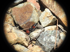 Ephutomorpha sanguineiceps