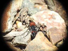 Ephutomorpha sanguineiceps