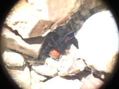 Ephutomorpha sanguineiceps