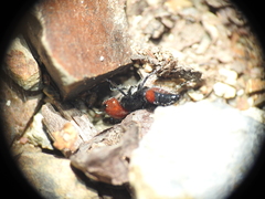 Ephutomorpha sanguineiceps