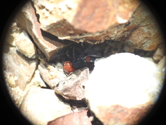 Ephutomorpha sanguineiceps