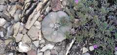 Lophophora diffusa