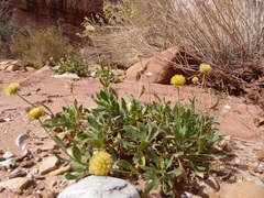 Gaillardia spathulata