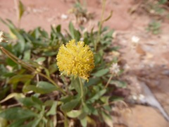 Gaillardia spathulata