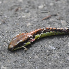 Dendrelaphis kopsteini