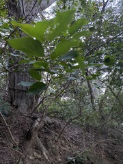 Liquidambar formosana