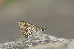 Sovia albipectus