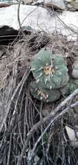 Lophophora diffusa