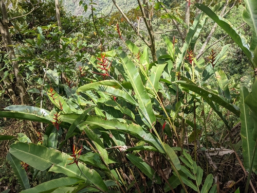 Heliconia subulata, photograph 5