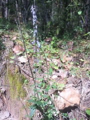 Salvia helianthemifolia