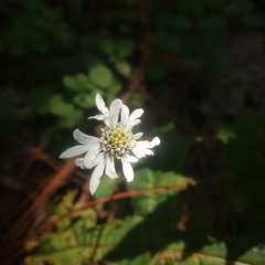 Microspermum nummulariifolium
