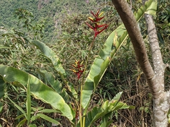 Heliconia subulata, photograph author not stated, no rights reserved