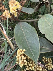 Ocotea pedicellata