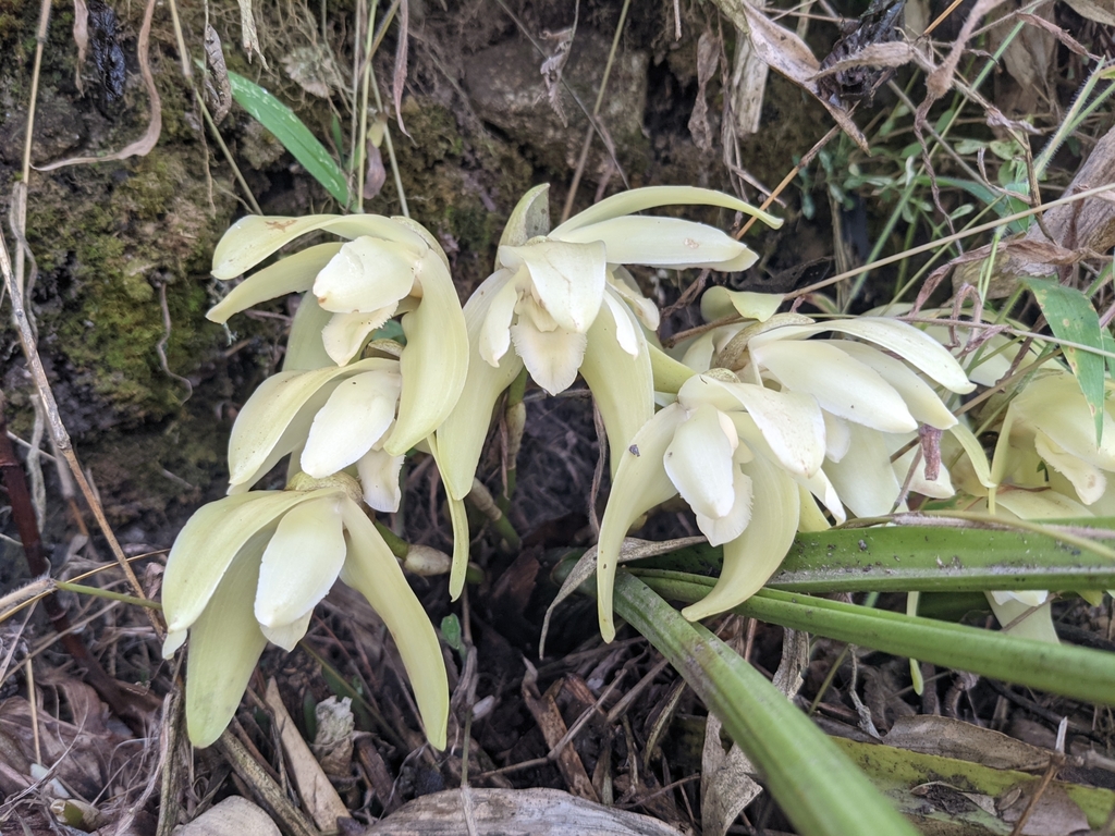 Ida fimbriata