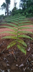 Sphaeropteris