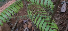 Sphaeropteris
